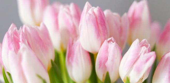 Kimppu vaaleanpunaisia tulppaaneja