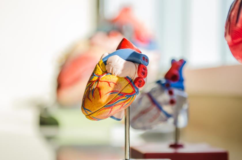 Anatominen malli sydämestä