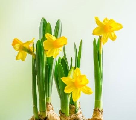 daffodils-pieni